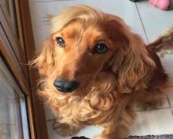 Neill has a cute furry member in her family. She calls him her heart.